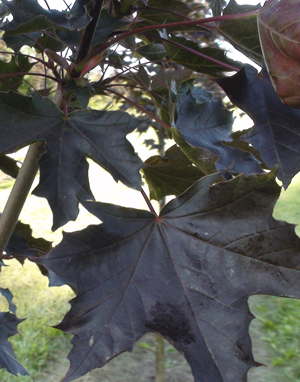 Crimson King Maple 2